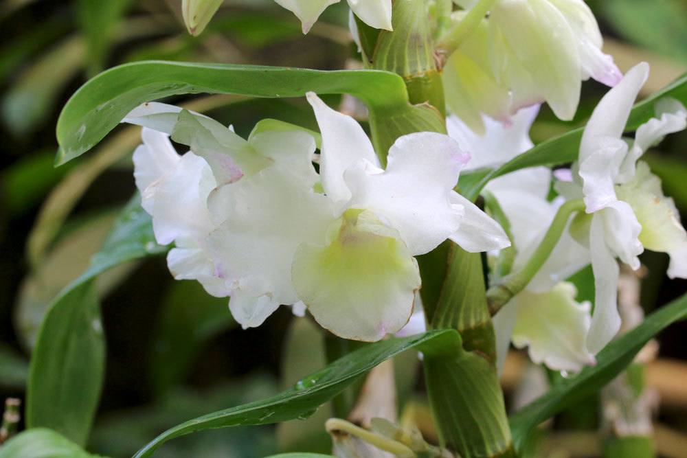 Dendrobium nobile stammt aus Südostasien