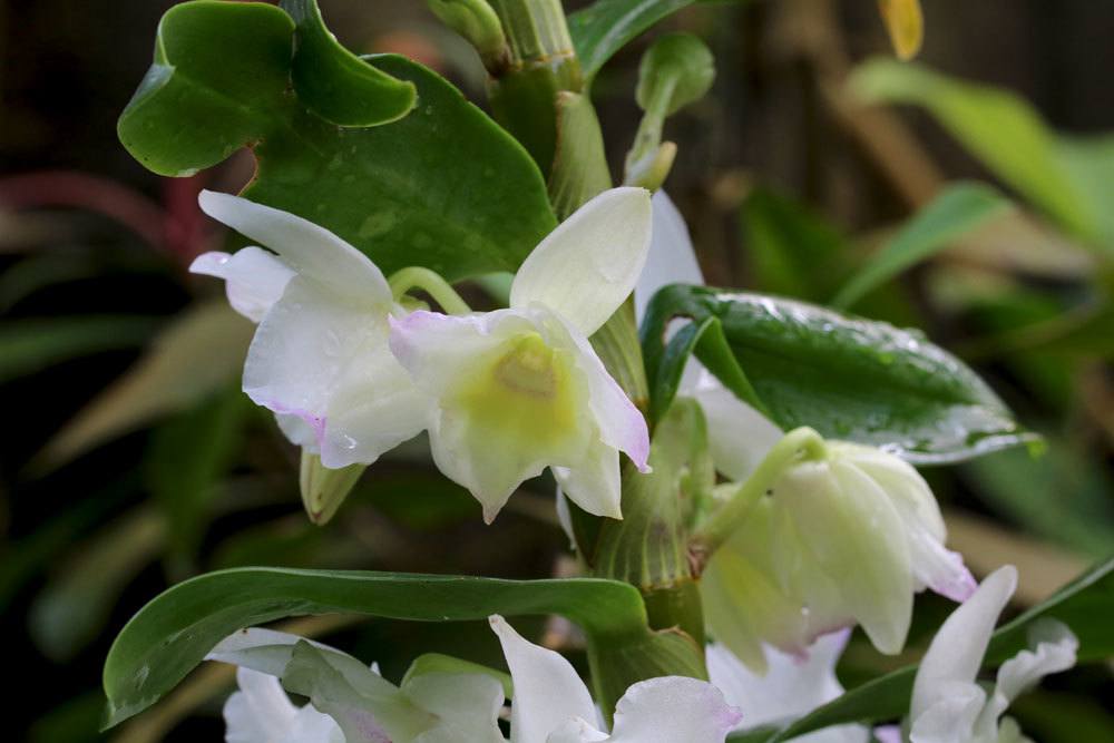 Dendrobium nobile verträgt viel Wärme