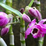 Dendrobium nobile