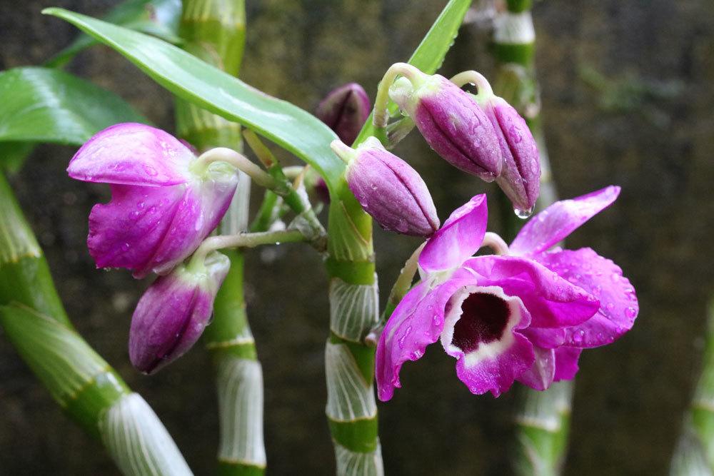 Dendrobium nobile