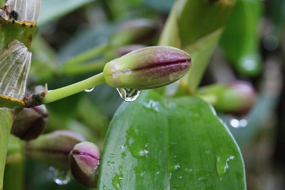 Dendrobium nobile