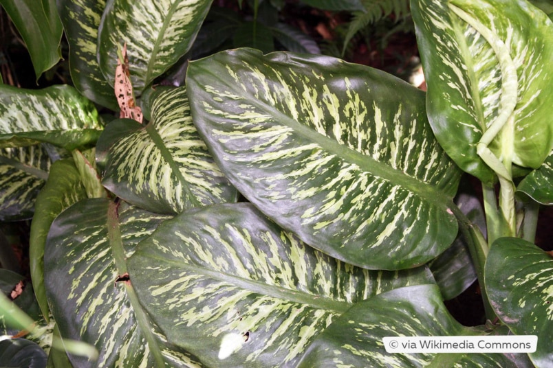 Dieffenbachia amoena