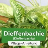 Dieffenbachie (Dieffenbachia)