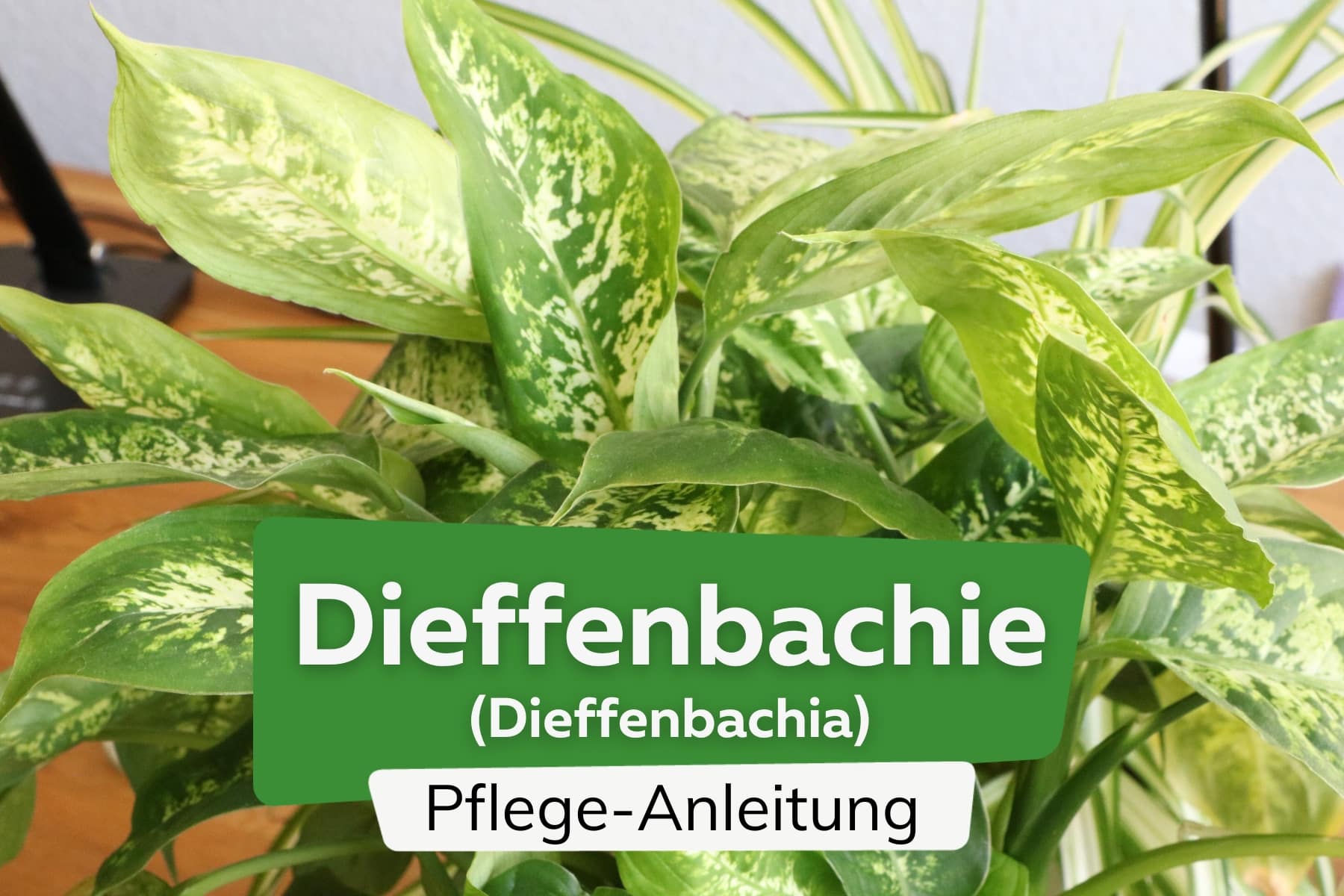 Dieffenbachie (Dieffenbachia)