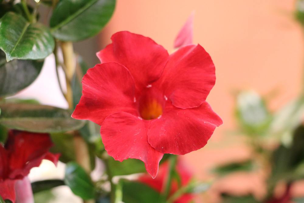 Dipladenia - Mandelvilla