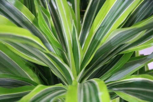 Drachenbaum, dracaena fragrans