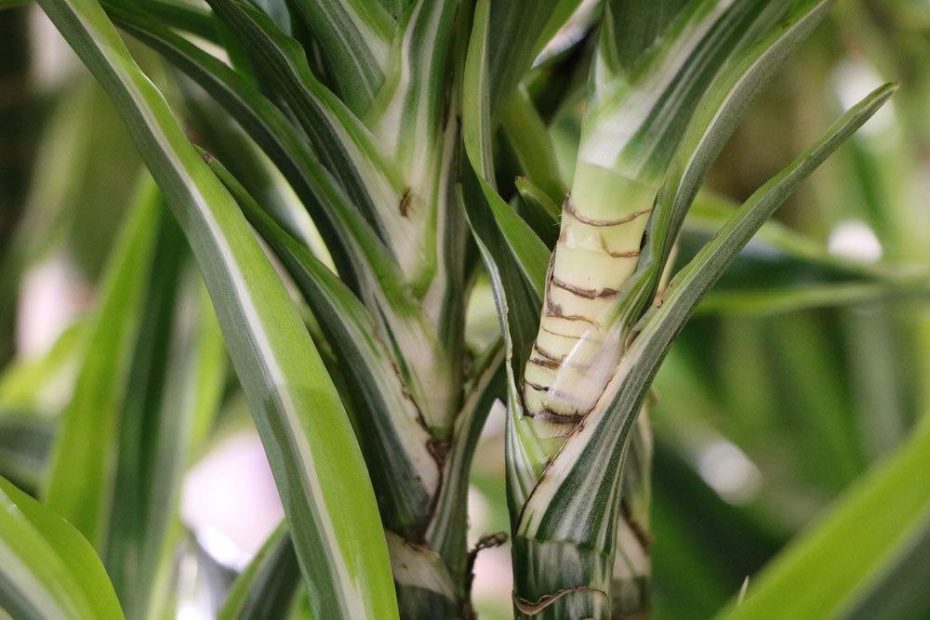 drachenbaum-dracaena-fragrans-pflege-von-a-z