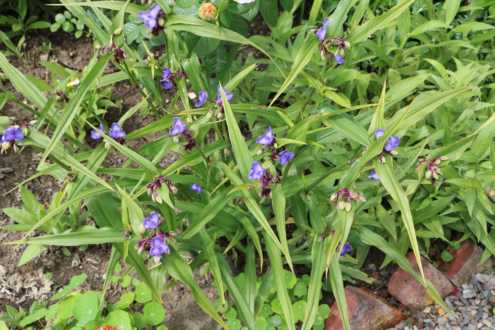 Dreimasterblume wird auch Wilder Heinrich genannt