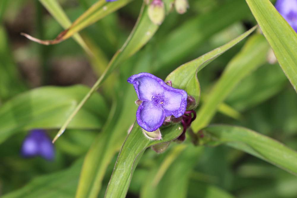 Gottesauge violetter Blütenfarbe