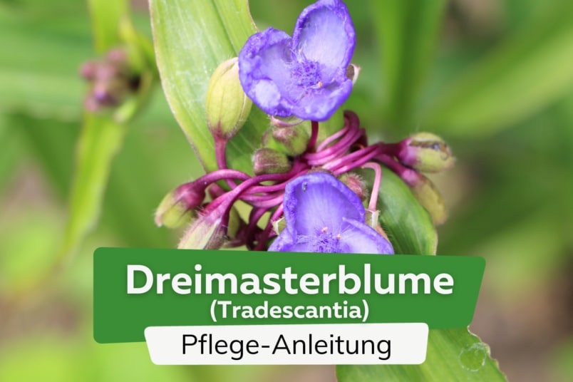 Dreimasterblume (Tradescantia)