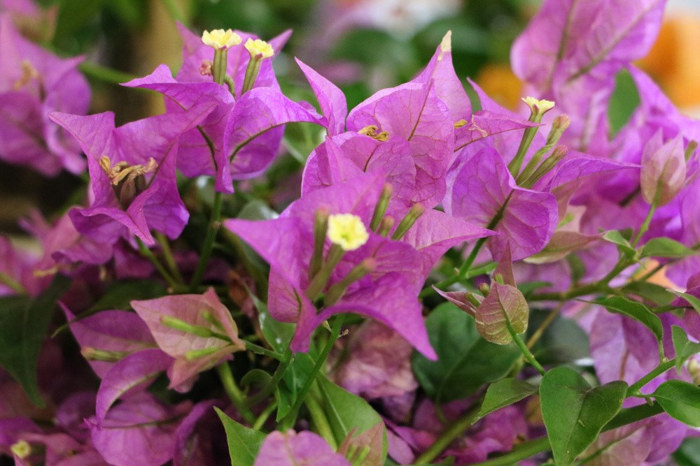 Pflege der Bougainvillea