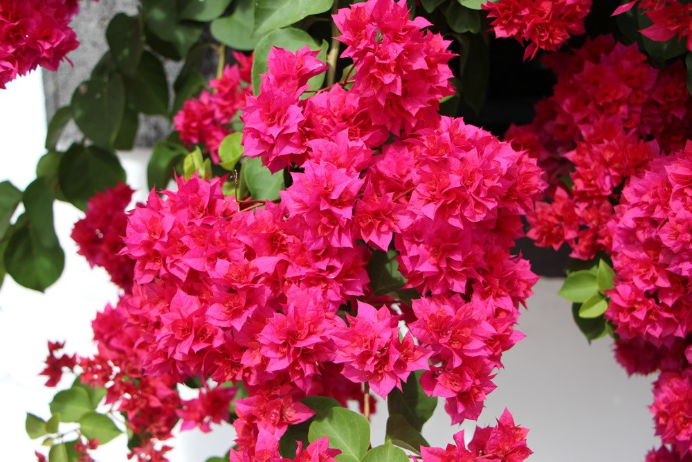 Bougainvillea pflegen