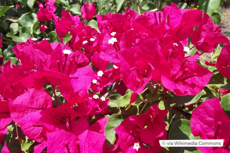 Drillingsblume (Bougainvillea 'Barbara Karst')