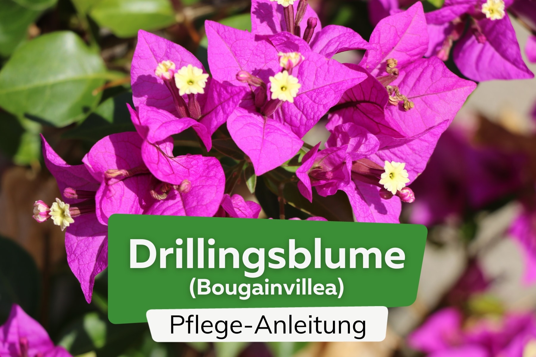 Drillingsblume (Bougainvillea)