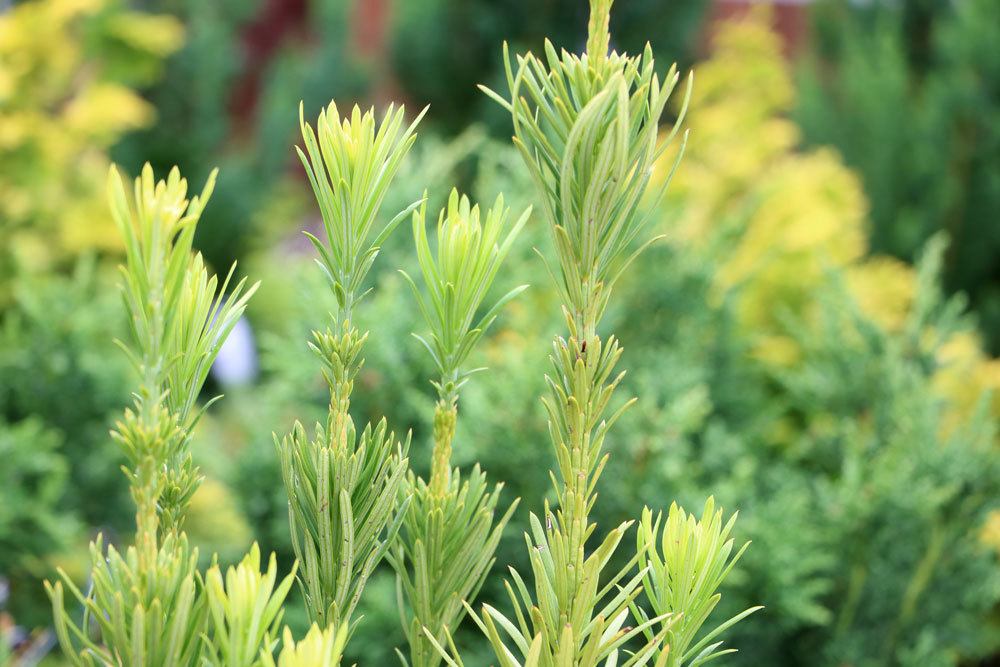 Cephalotaxus, Kopfeiben