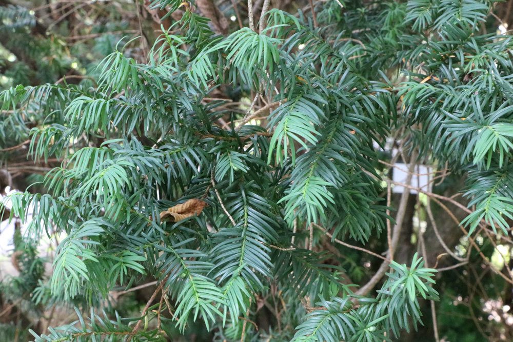 Taxus baccata, Europäische Eibe