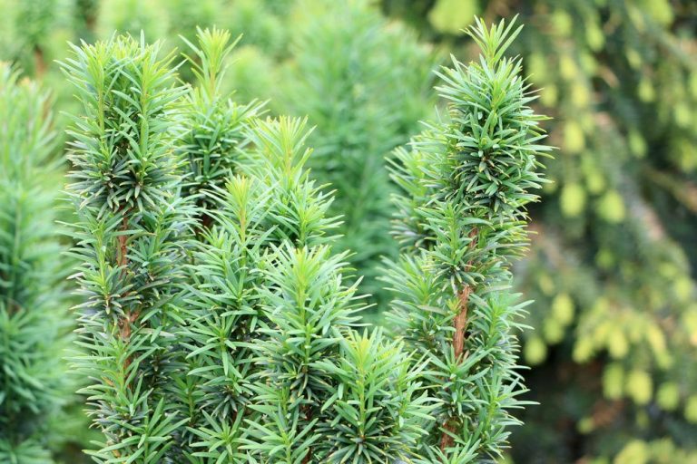 Taxus baccata Fastigiata, Säuleneibe