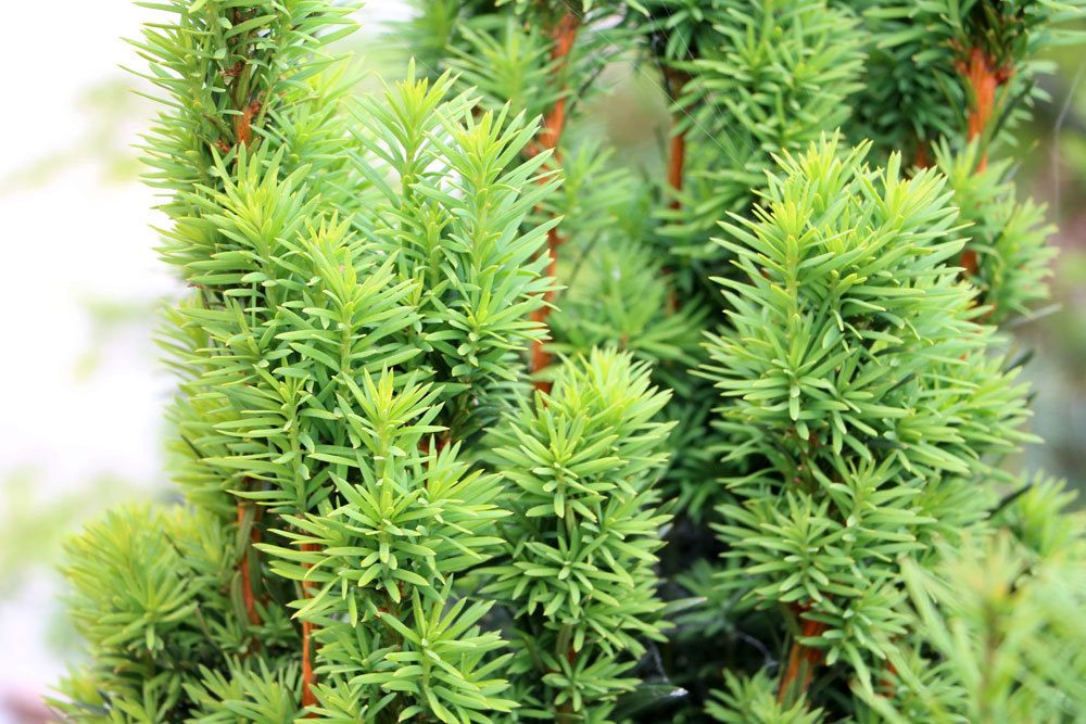 Taxus baccata Fastigiata, Säuleneibe