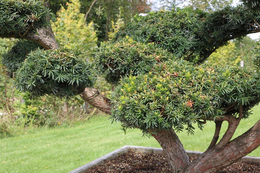 Taxus cuspidata, Japanische Eibe