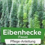 Eibenhecke (Taxus)