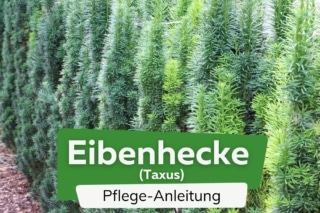 Eibenhecke, Eibe, Taxus: Pflanzen, Pflege und Schneiden