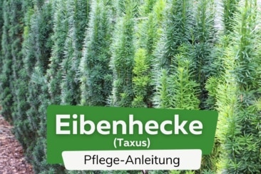 Eibenhecke (Taxus)