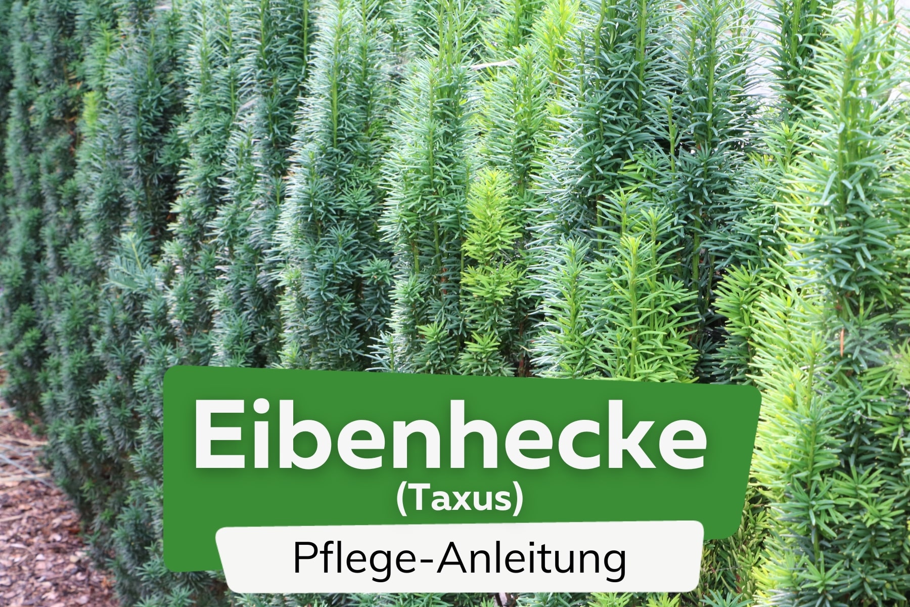 Eibenhecke (Taxus)