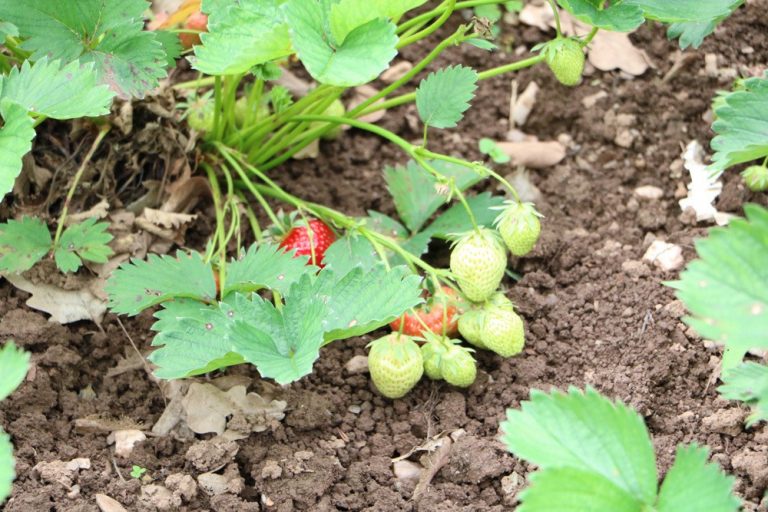 Erdbeerpflanzen schneiden wie sie Erdbeeren vermehren und verjüngen