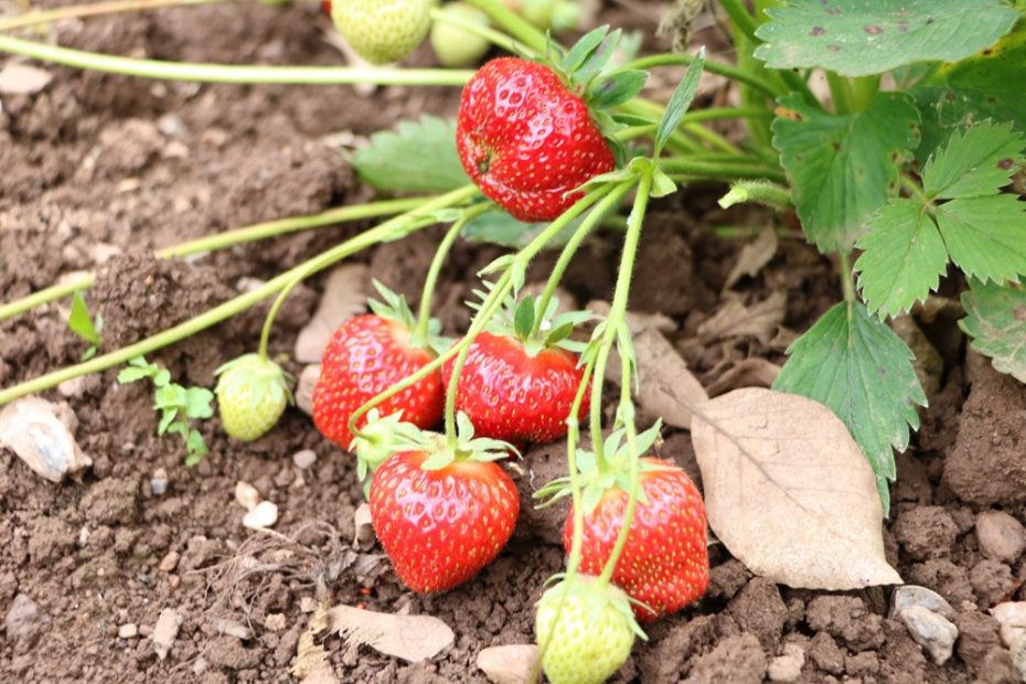 Erdbeeren überwintern im Garten und Hochbeet so gelingt es