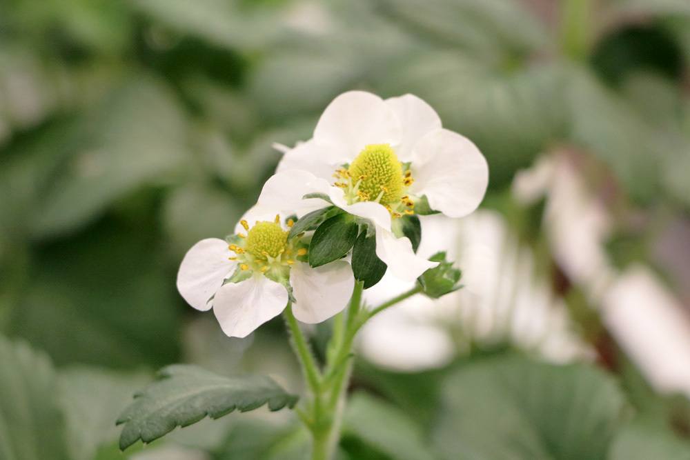 Erdbeerpflanzen Blüte