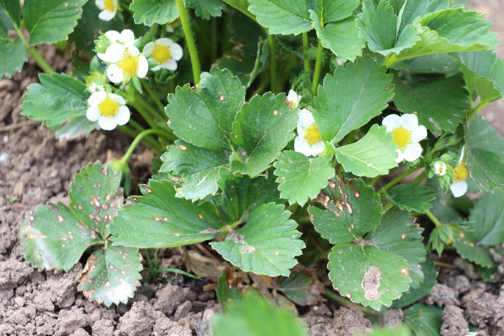 Flecken auf den Blättern der Erdbeere