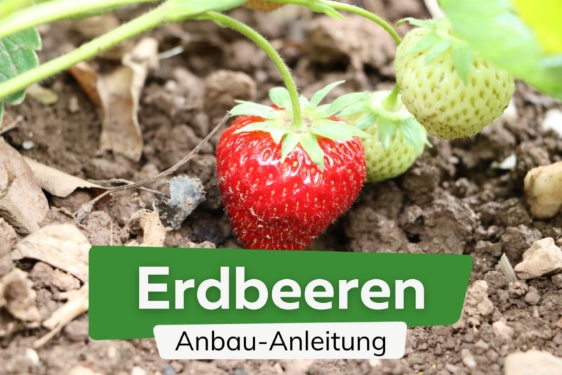 Erdbeeren anbauen