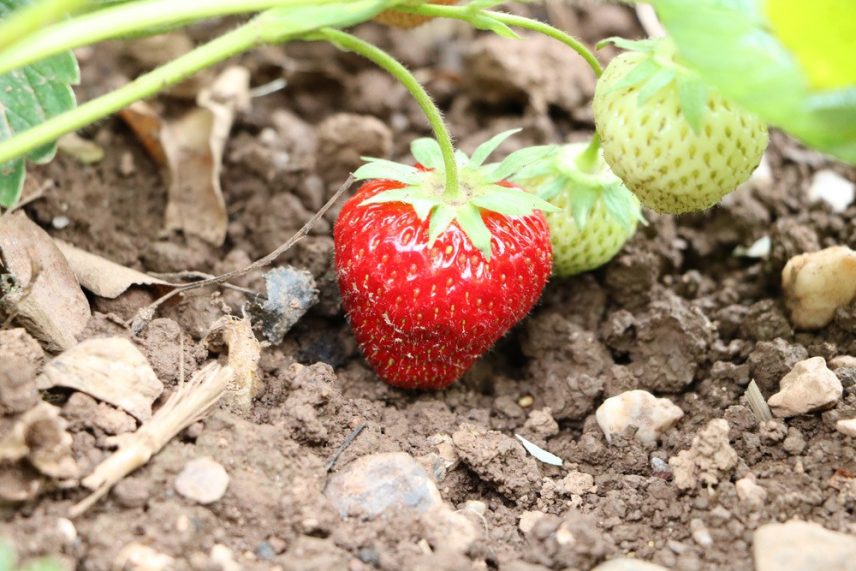 Erdbeeren umpflanzen Anleitung Wann ist die beste Jahreszeit?