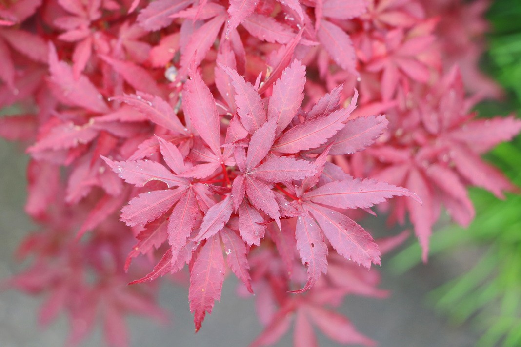 Acer palmatum