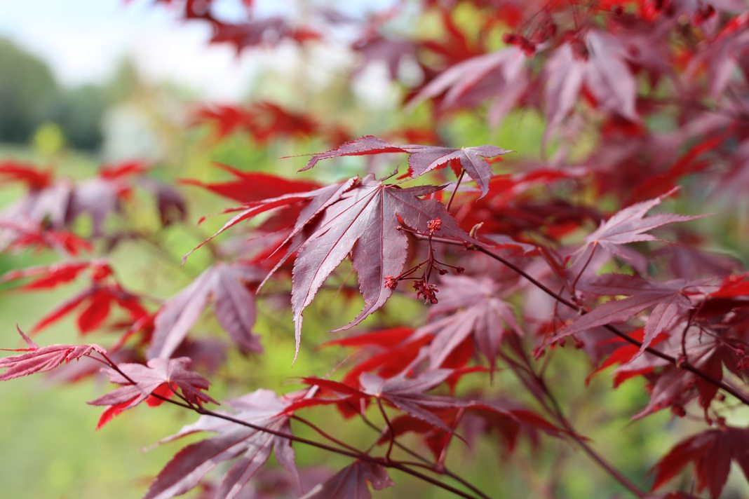 Acer Palmatum