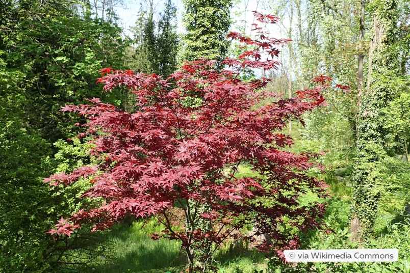 Fächerahorn (Acer palmatum 'Bloodgood')