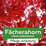 Fächerahorn (Acer palmatum)