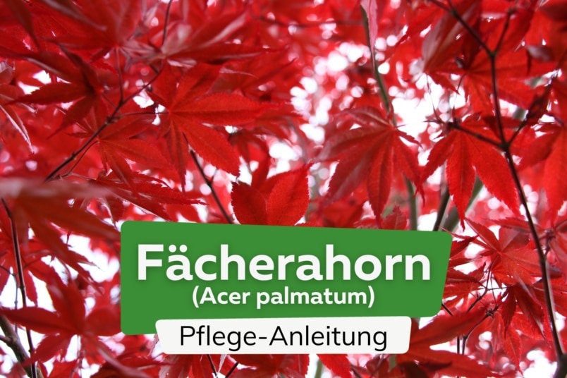 Fächerahorn (Acer palmatum)