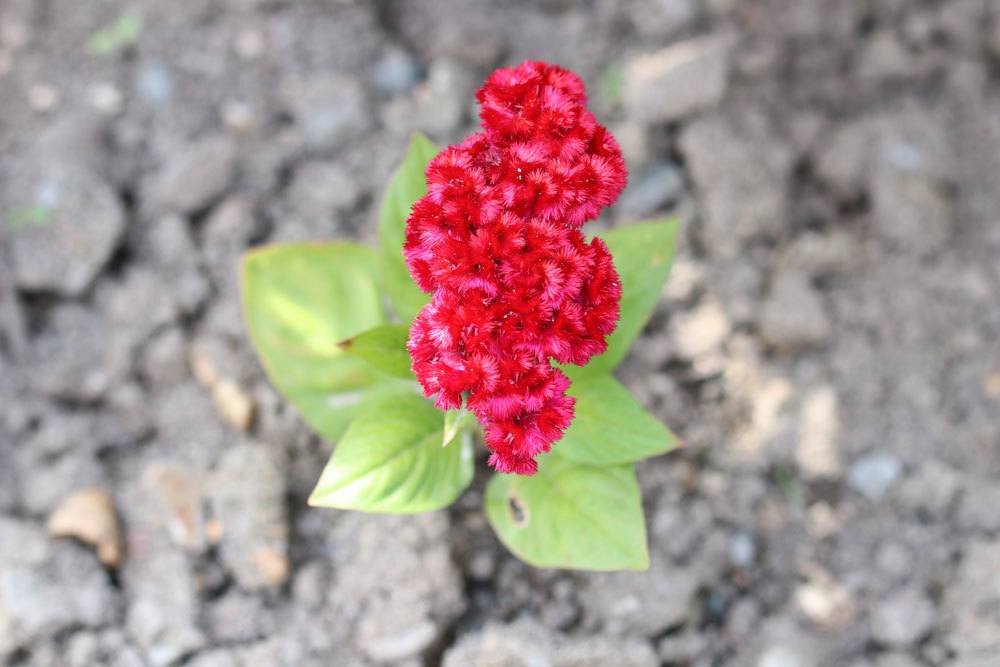 Brandschopf, Celosia