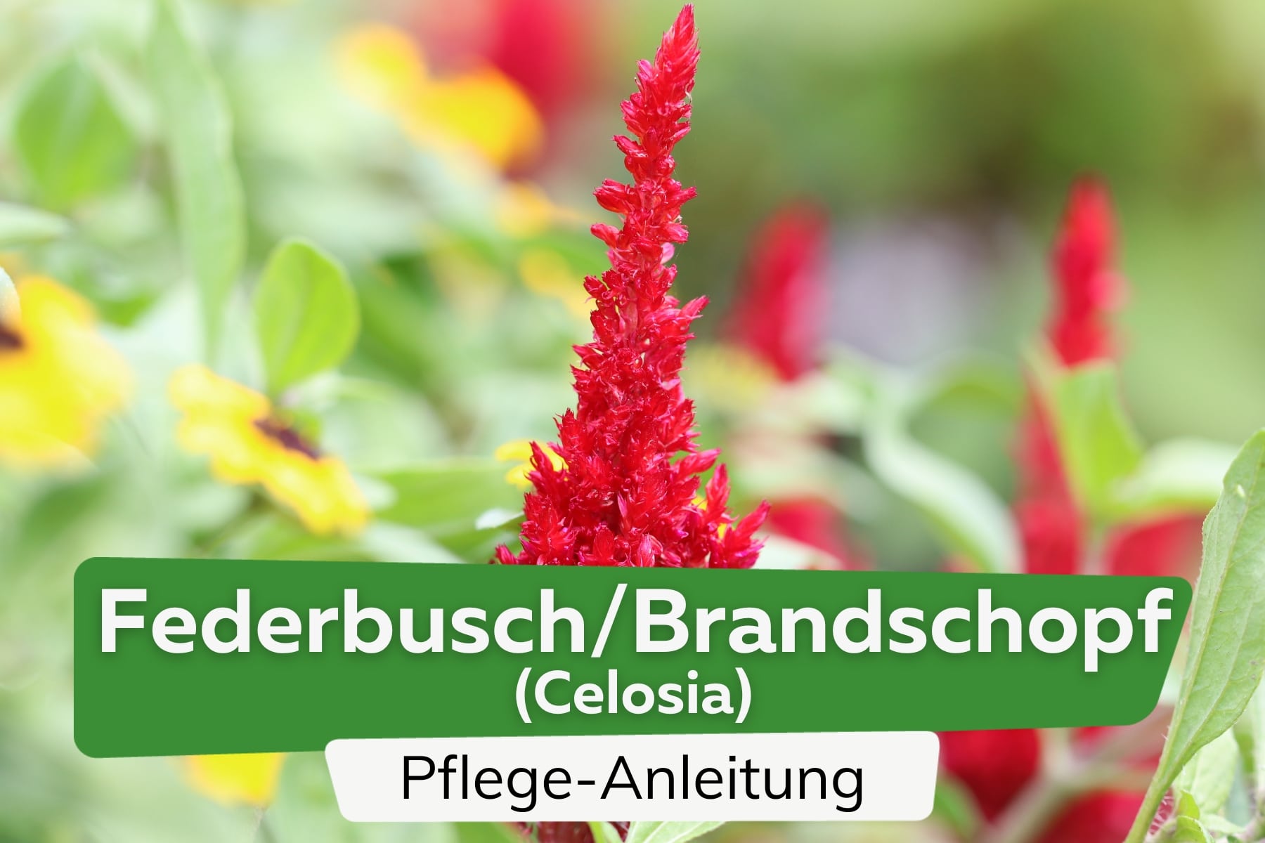 Federbusch/Brandschopf (Celosia)