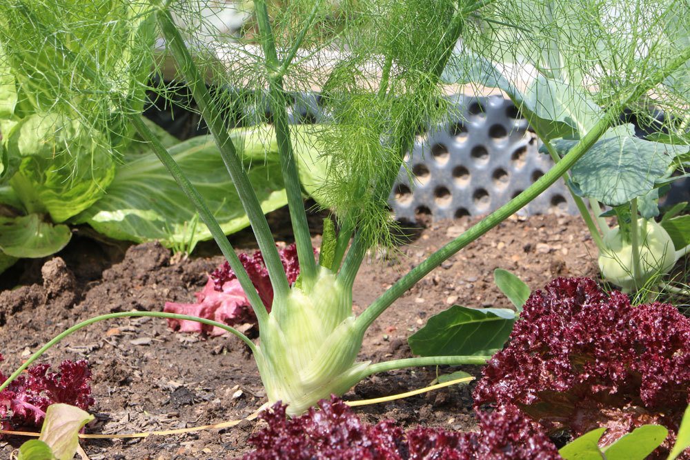 Fenchel braucht einen sonnigen Standort