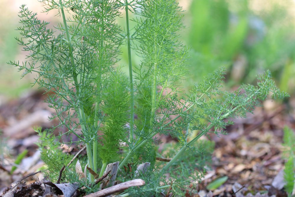 Fenchel wächst nicht wie er sollte