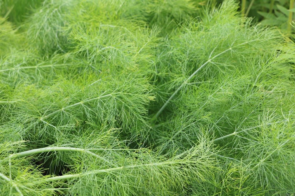 Fenchel mit seinen feinfiedrigen Blättern