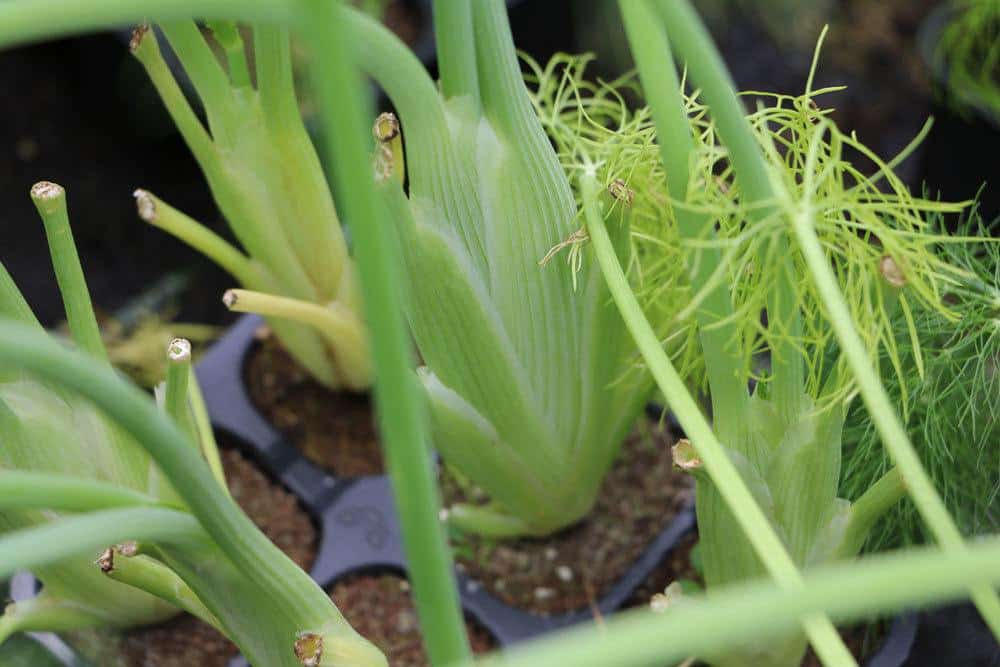 Fenchel selber kultivieren