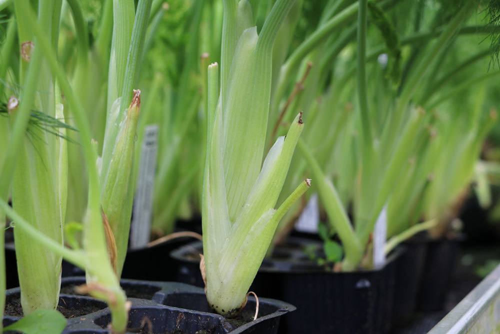 Fenchel selber anbauen