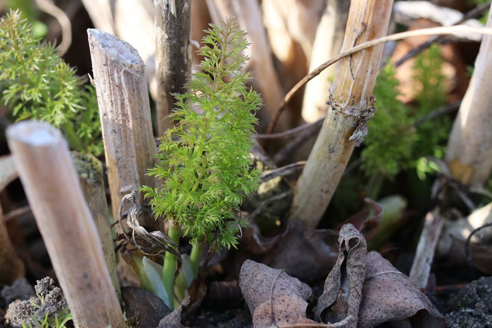 Fenchel gibt es in verschiedenen Sorten