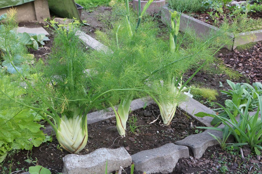 Fenchel neben anderen Gemüsesorten pflanzen