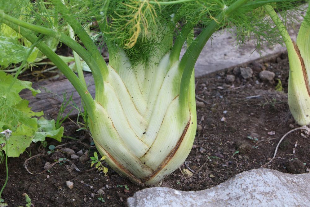 Fenchel kann nach etwa zwölf Wochen geerntet werden