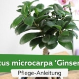 Ficus microcarpa 'Ginseng'