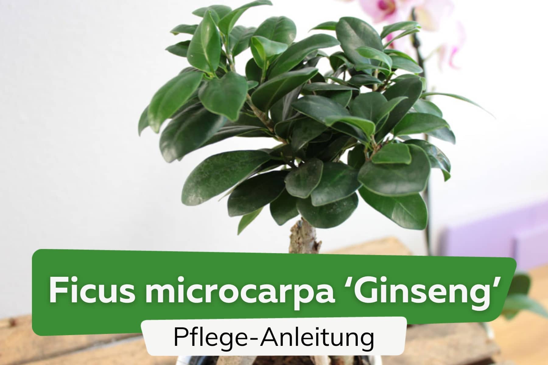 Ficus microcarpa 'Ginseng'